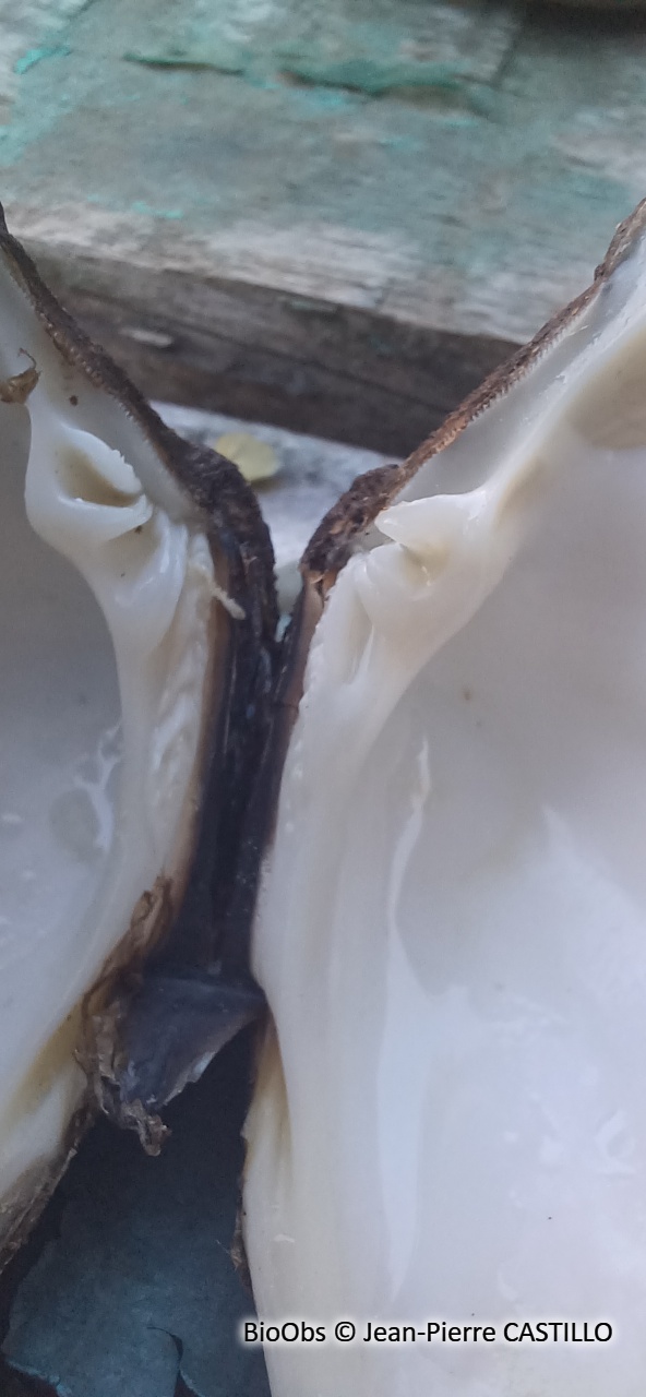 Clam commun - Mercenaria mercenaria - Jean-Pierre CASTILLO - BioObs