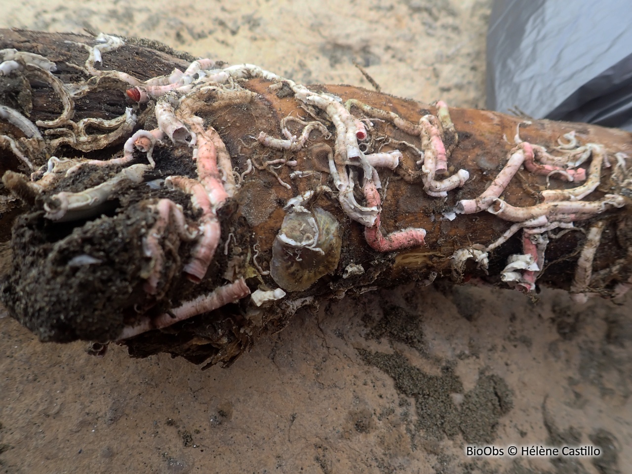 Cascail - Ficopomatus enigmaticus - Hélène Castillo - BioObs