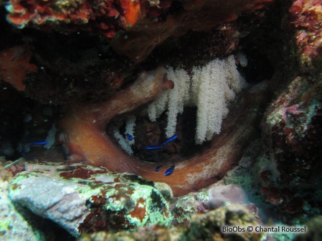 Poulpe Commun Ponte - Octopus 