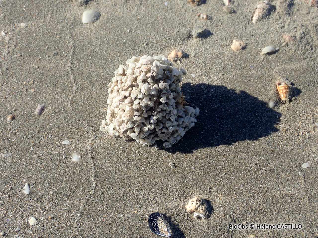 Rocher fascié ponte - Hexaplex sp - Hélène CASTILLO - BioObs