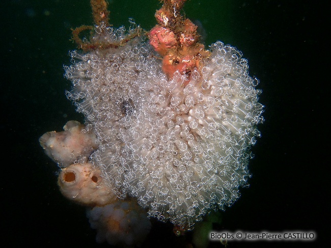 Grande claveline - Clavelina lepadiformis - Jean-Pierre CASTILLO - BioObs