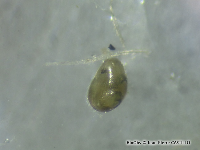 Moule zébrée - Dreissena polymorpha - Jean-Pierre CASTILLO - BioObs