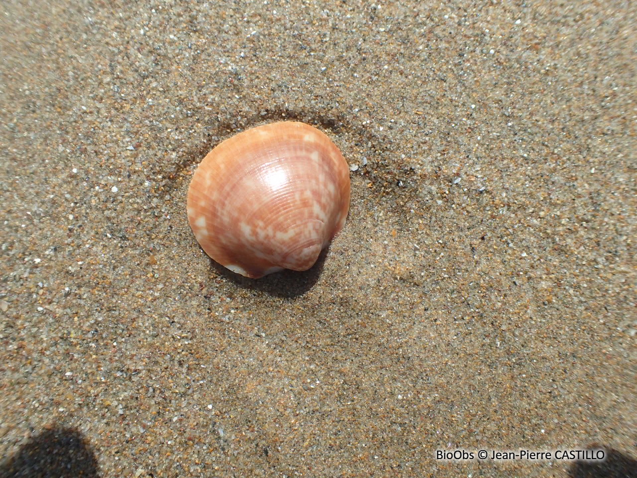 Palourde croisée japonaise - Ruditapes sp. - Jean-Pierre CASTILLO - BioObs