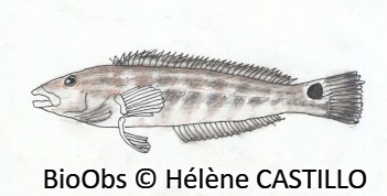 Pinge brésilien - Pinguipes brasilianus - Hélène CASTILLO - BioObs