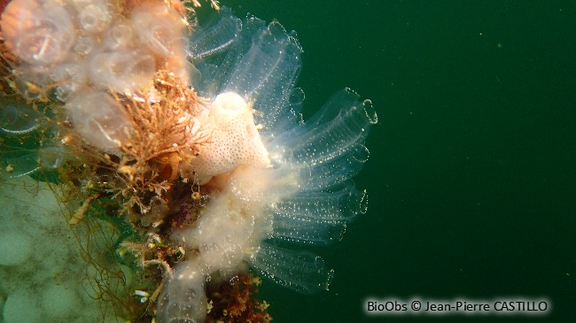 Claveline oblongue - Clavelina oblonga - Jean-Pierre CASTILLO - BioObs