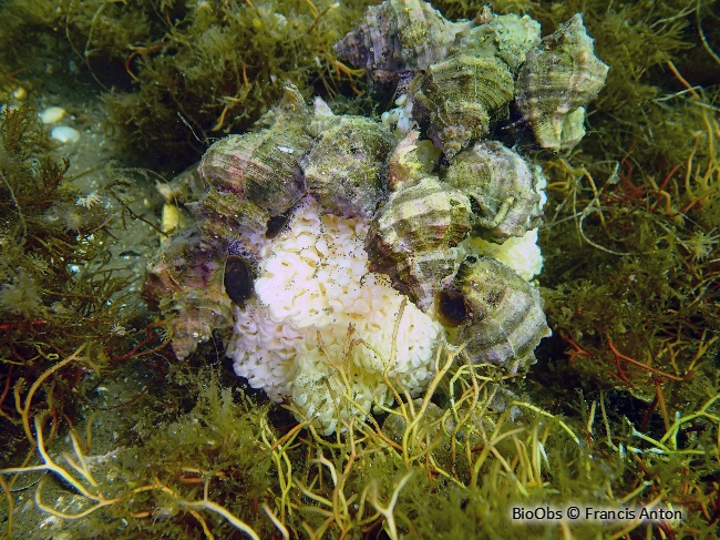 Rocher fascié - Hexaplex trunculus - Jean-Pierre CASTILLO - BioObs