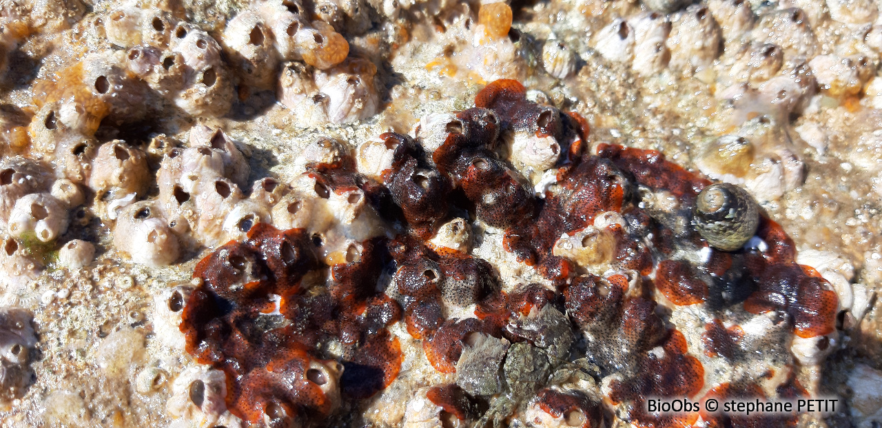 Bryozoaire orange vif et noir à points noirs - Watersipora subatra - stephane PETIT - BioObs