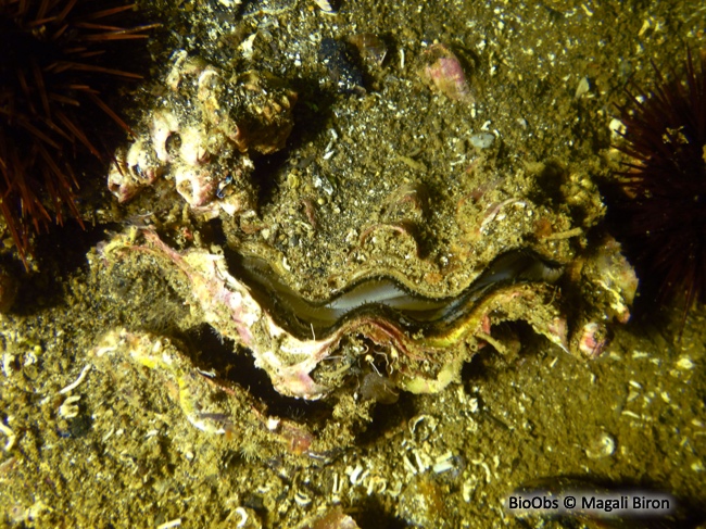 Huitre creuse - Magallana gigas - Magali Biron - BioObs