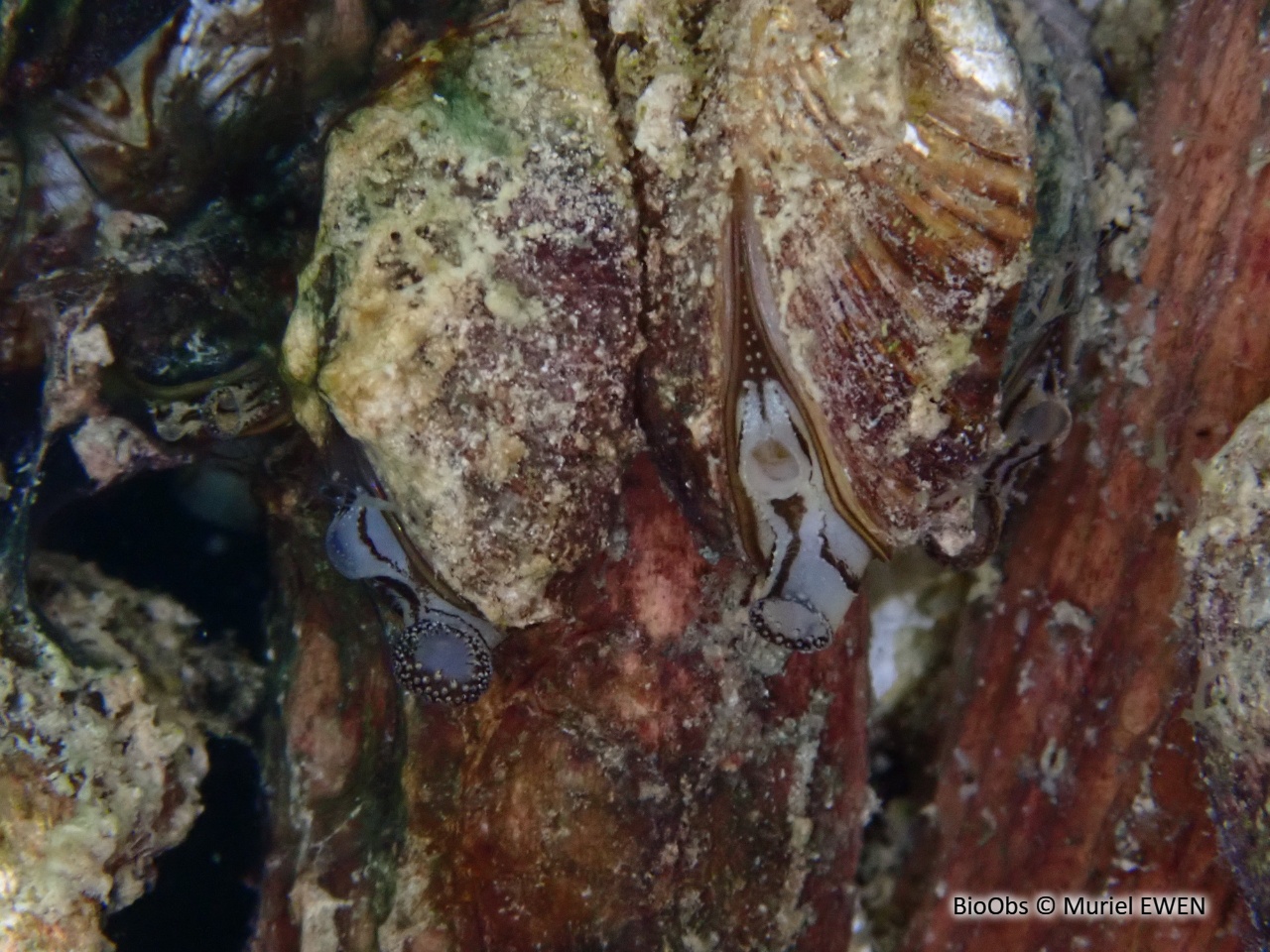 Moule zébrée d'eau douce - Dreissena sp - Muriel EWEN - BioObs