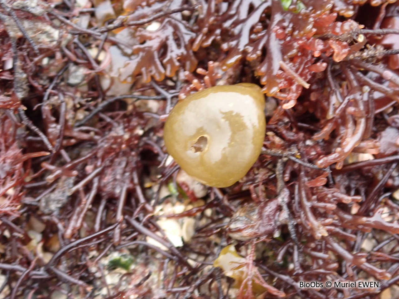 Voleuse d'huître - Colpomenia peregrina - Muriel EWEN - BioObs
