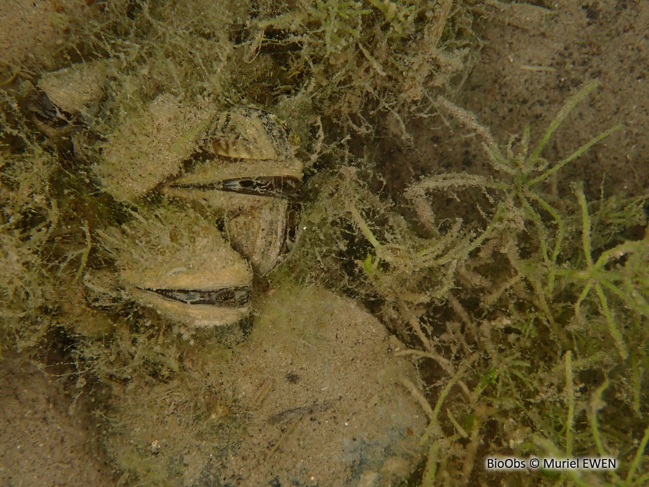 Moule zébrée d'eau douce - Dreissena sp - Muriel EWEN - BioObs