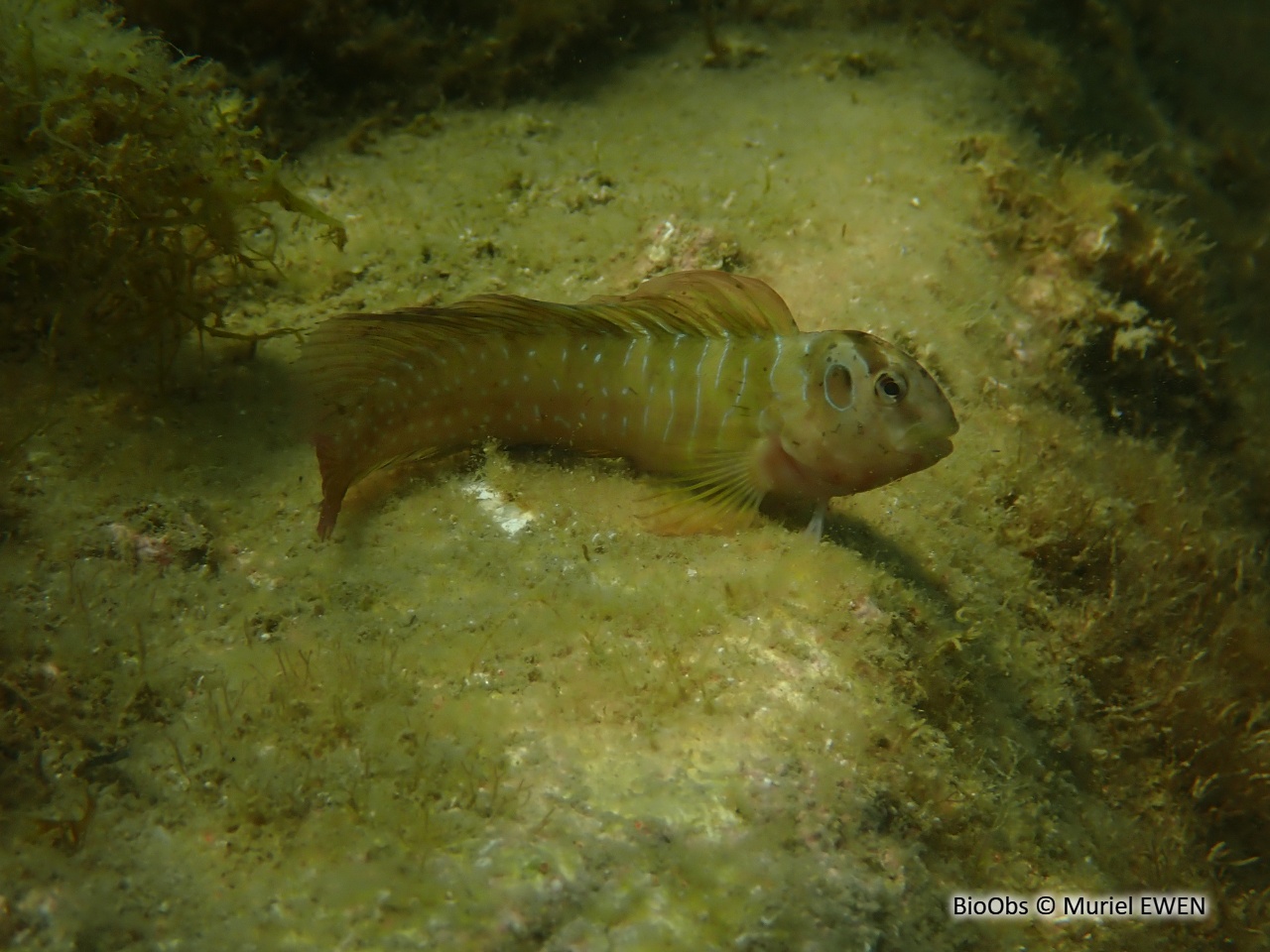 Blennie paon - Salaria pavo - Muriel EWEN - BioObs