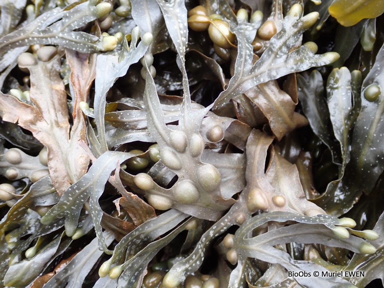 Fucus vésiculeux - Fucus vesiculosus