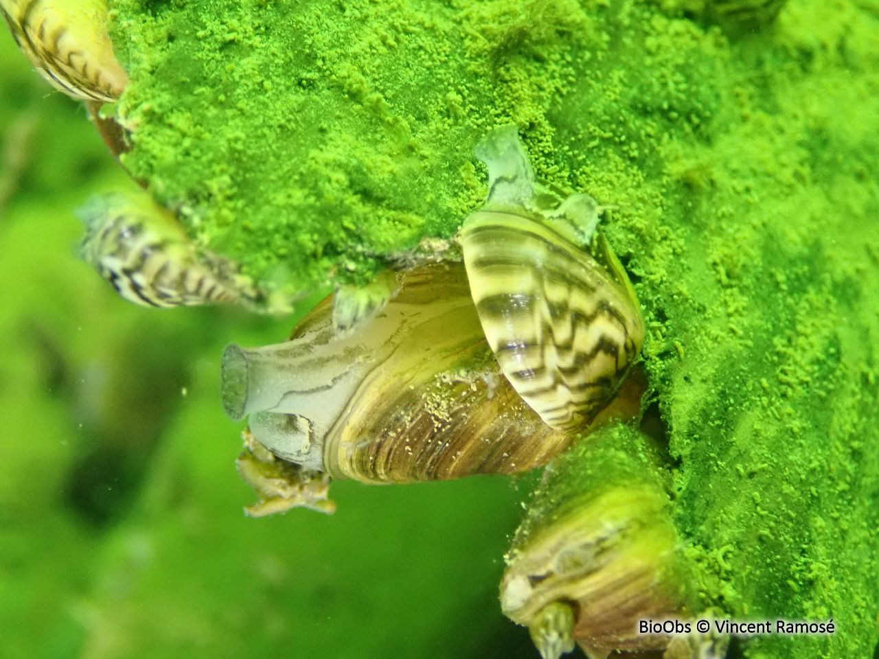 Moule zébrée - Dreissena polymorpha
