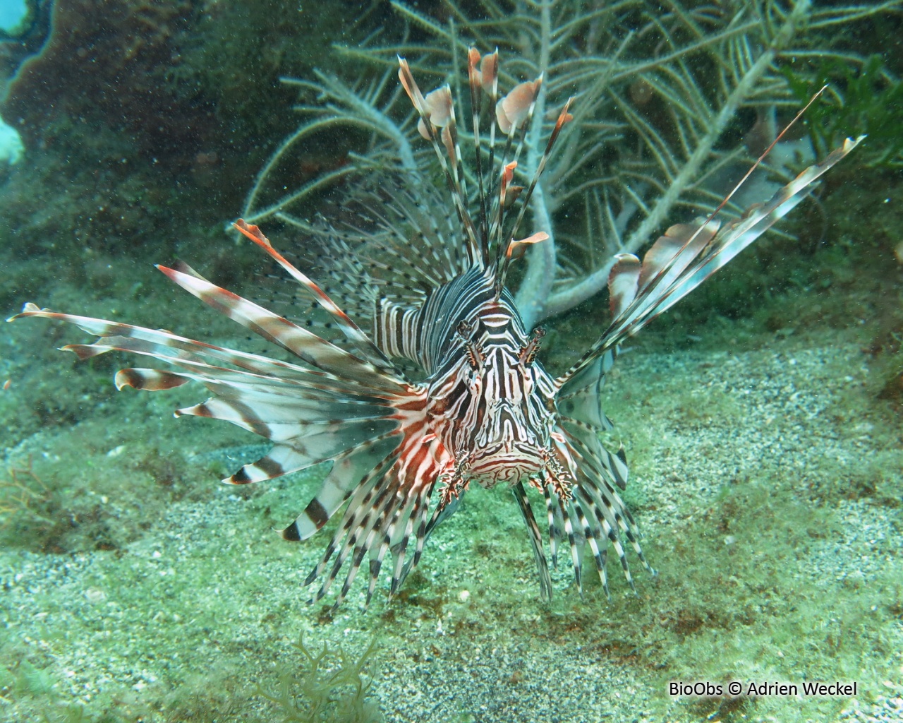 Rascasse volante du pacifique - Pterois volitans - Adrien Weckel - BioObs