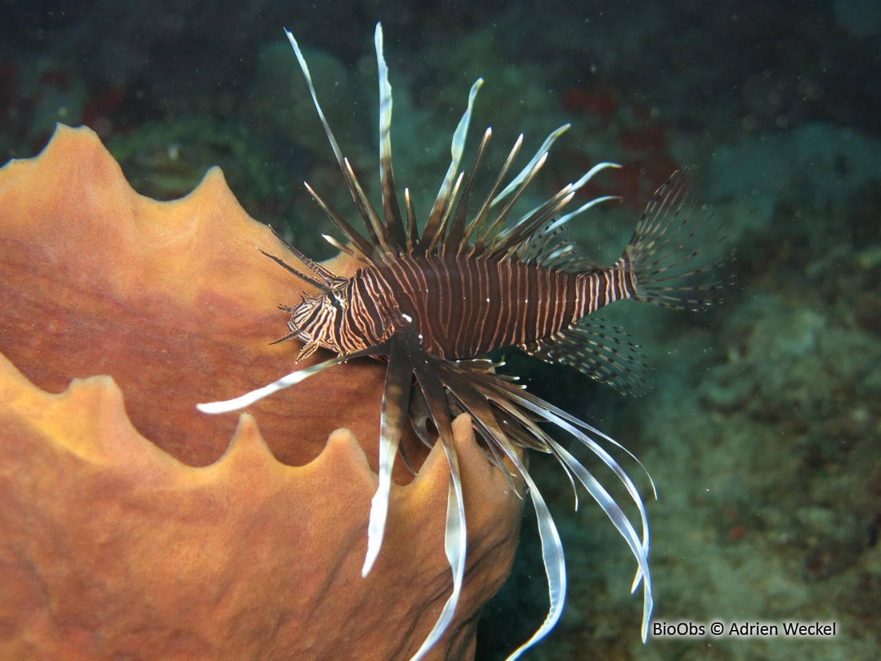 Rascasse volante du pacifique - Pterois volitans - Adrien Weckel - BioObs