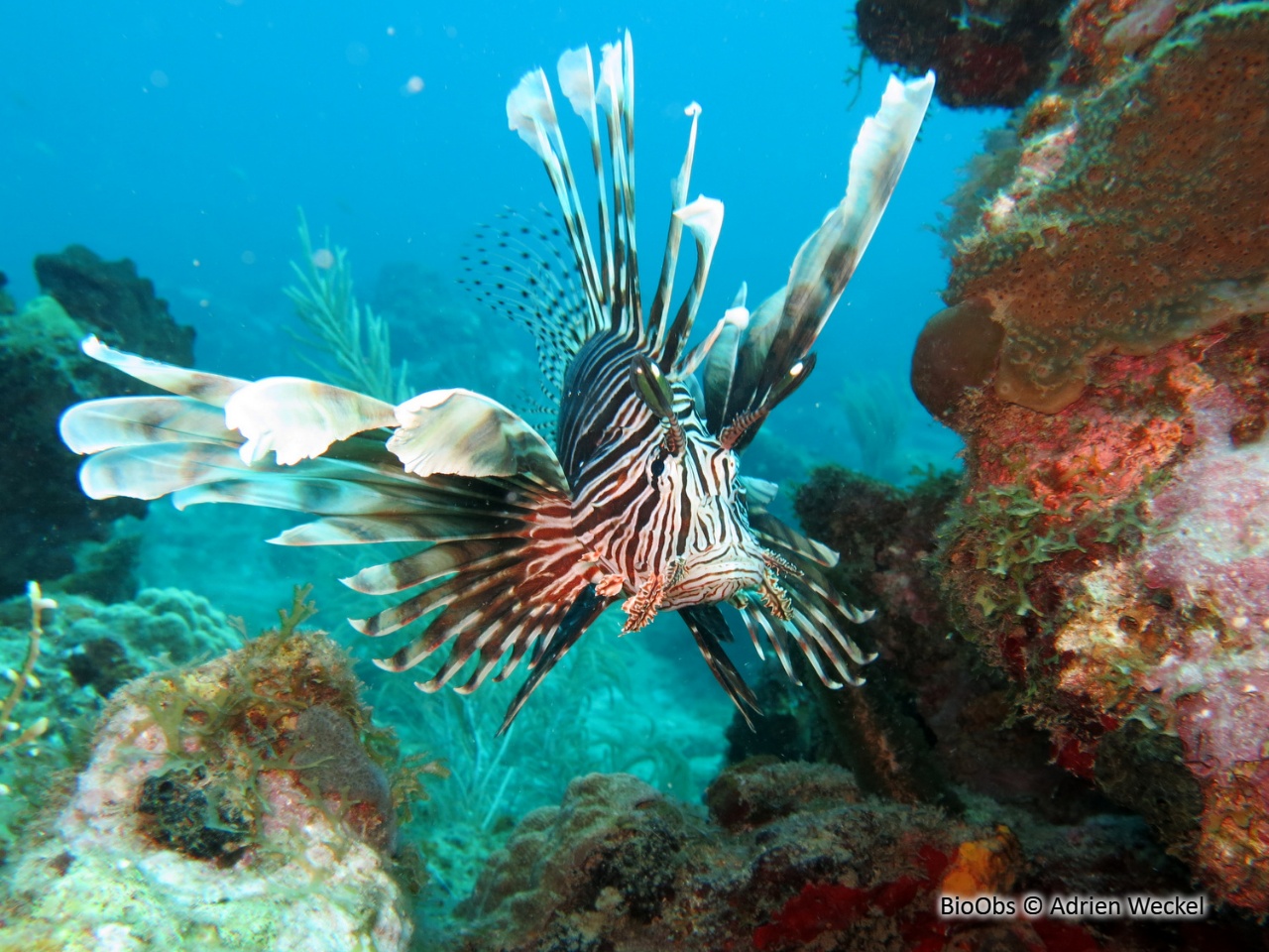 Rascasse volante du pacifique - Pterois volitans - Adrien Weckel - BioObs