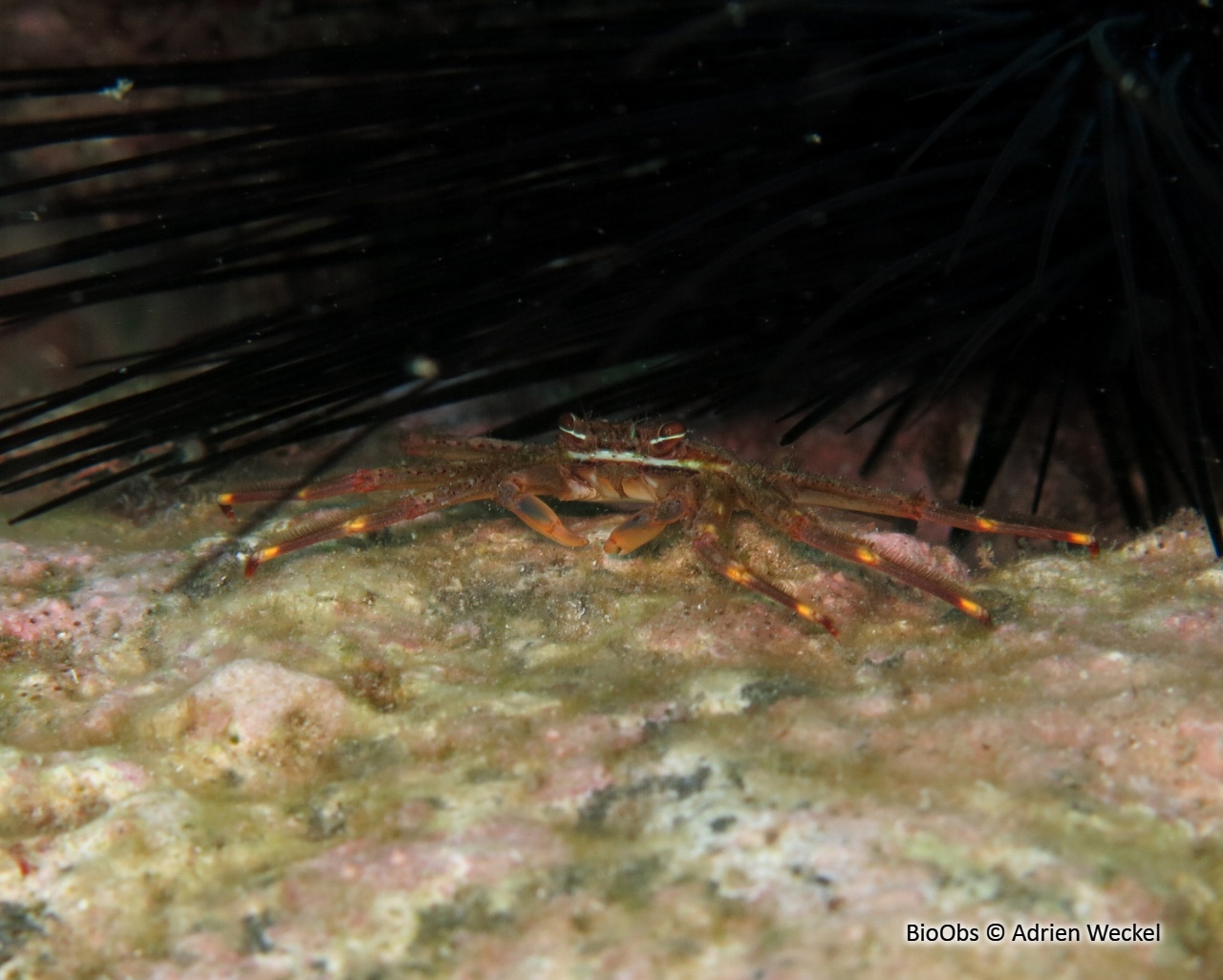 Crabe plat des oursins - Percnon gibbesi - Adrien Weckel - BioObs