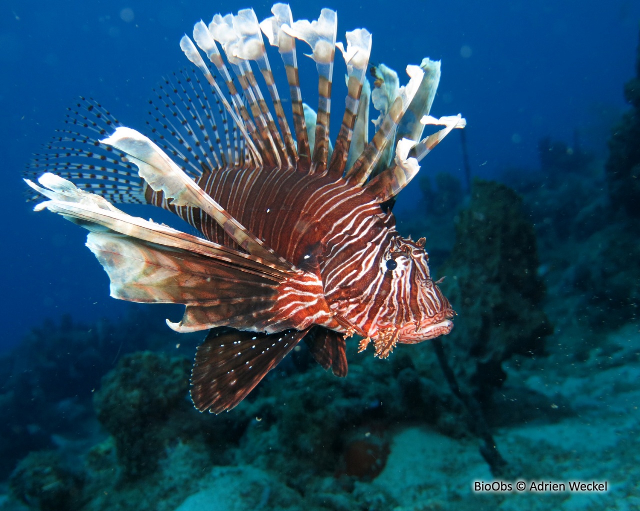 Rascasse volante du pacifique - Pterois volitans - Adrien Weckel - BioObs