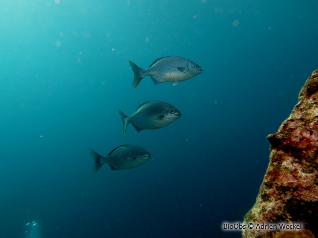 Calicagère blanche - Kyphosus sectatrix - Adrien Weckel - BioObs