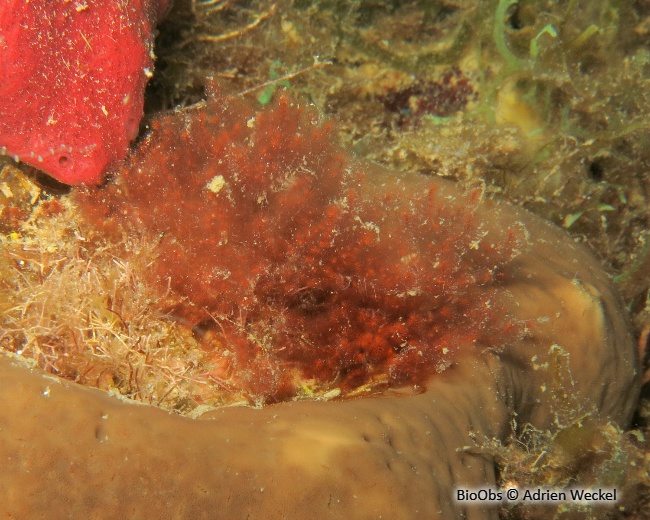 Spongoclonium des Caraïbes - Spongoclonium caribaeum - Adrien Weckel - BioObs