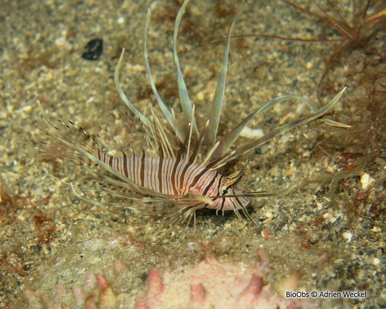 Rascasse volante du pacifique - Pterois volitans - Adrien Weckel - BioObs