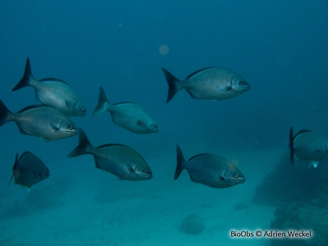 Calicagère blanche - Kyphosus sectatrix - Adrien Weckel - BioObs