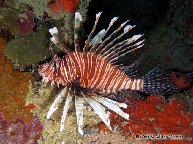 Rascasse volante du pacifique - Pterois volitans - Adrien Weckel - BioObs