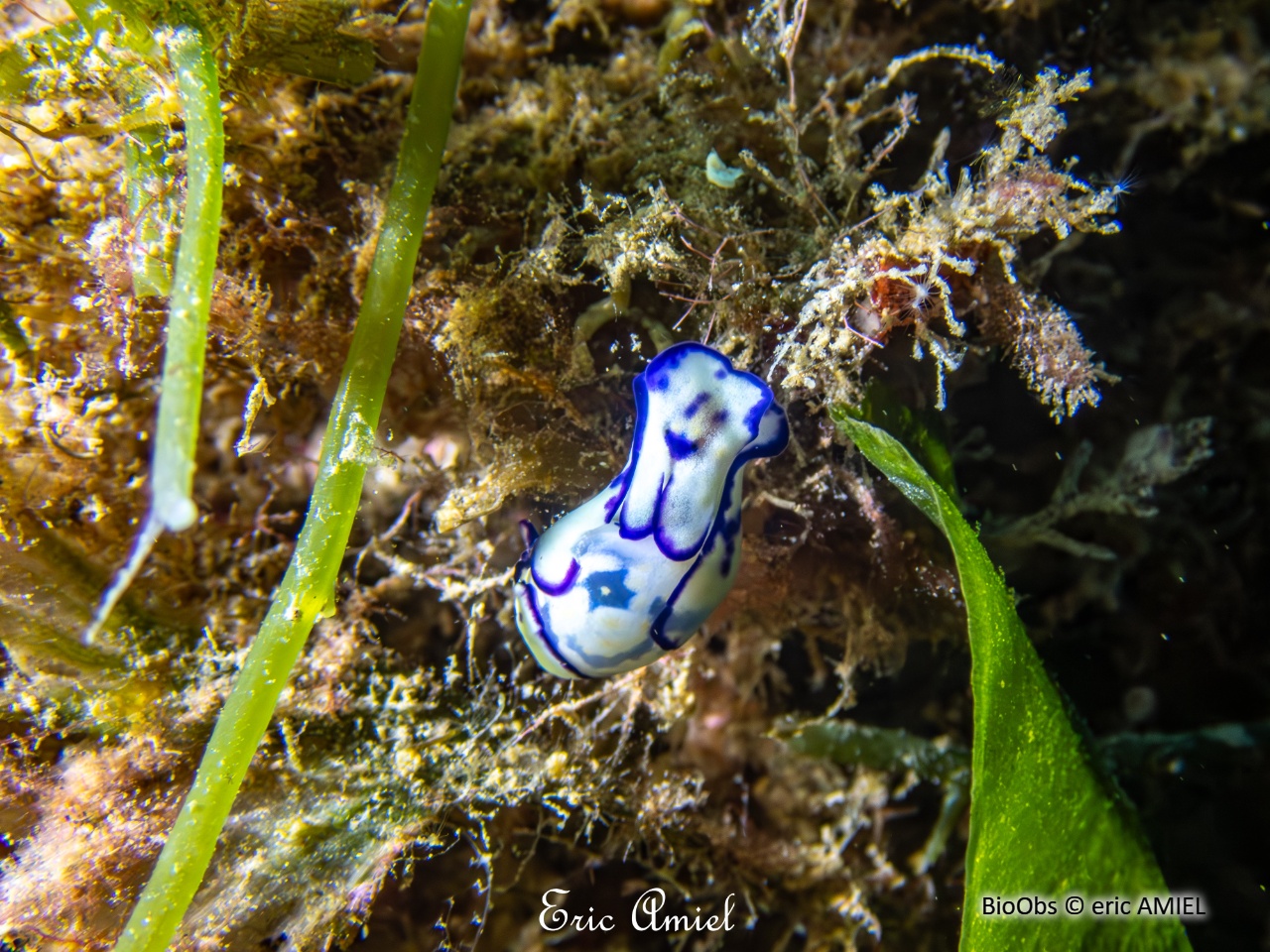 Haminoé ovale - Lamprohaminoea ovalis - eric AMIEL - BioObs