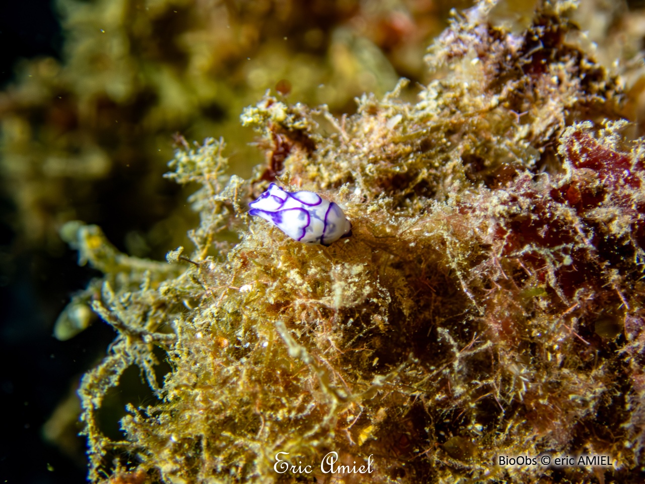 Haminoé ovale - Lamprohaminoea ovalis - eric AMIEL - BioObs