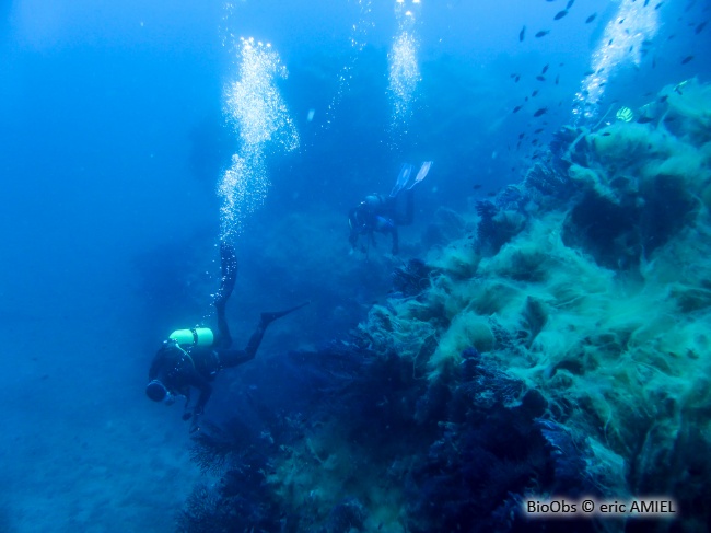 Algues brunes filamenteuses - Acinetospora crinita - eric AMIEL - BioObs