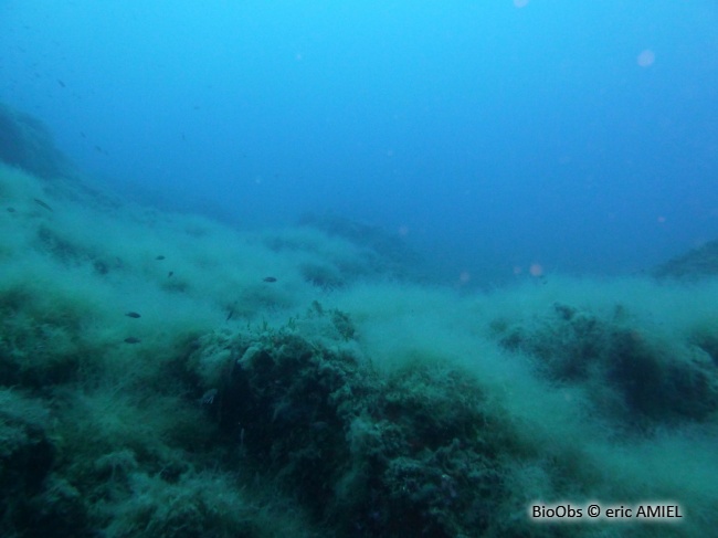Algues brunes filamenteuses - Acinetospora crinita - eric AMIEL - BioObs