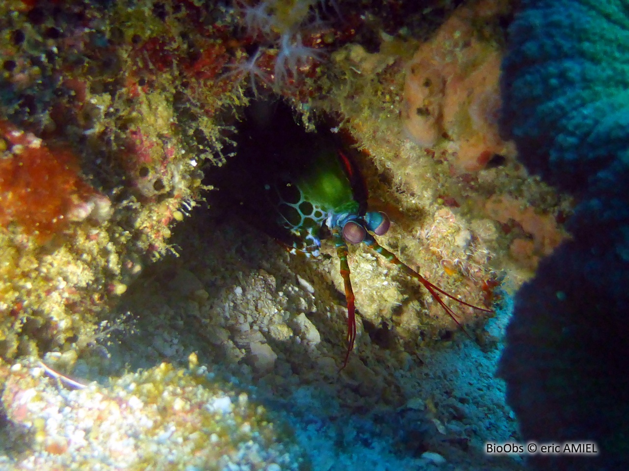 Mante de mer paon - Odontodactylus scyllarus - eric AMIEL - BioObs