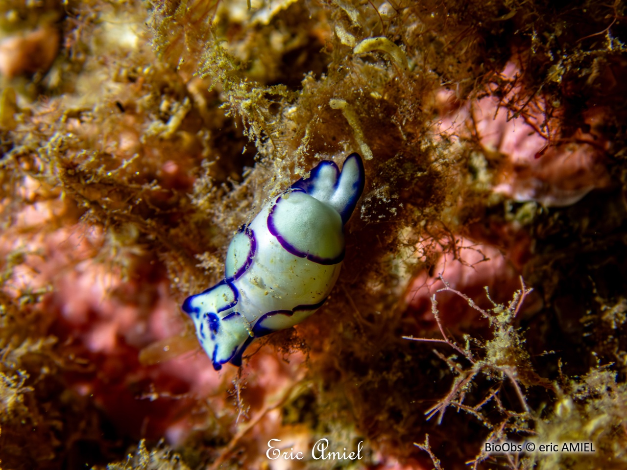 Haminoé ovale - Lamprohaminoea ovalis - eric AMIEL - BioObs