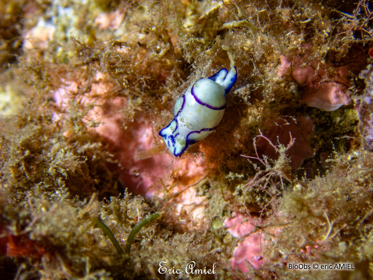 Haminoé ovale - Lamprohaminoea ovalis - eric AMIEL - BioObs