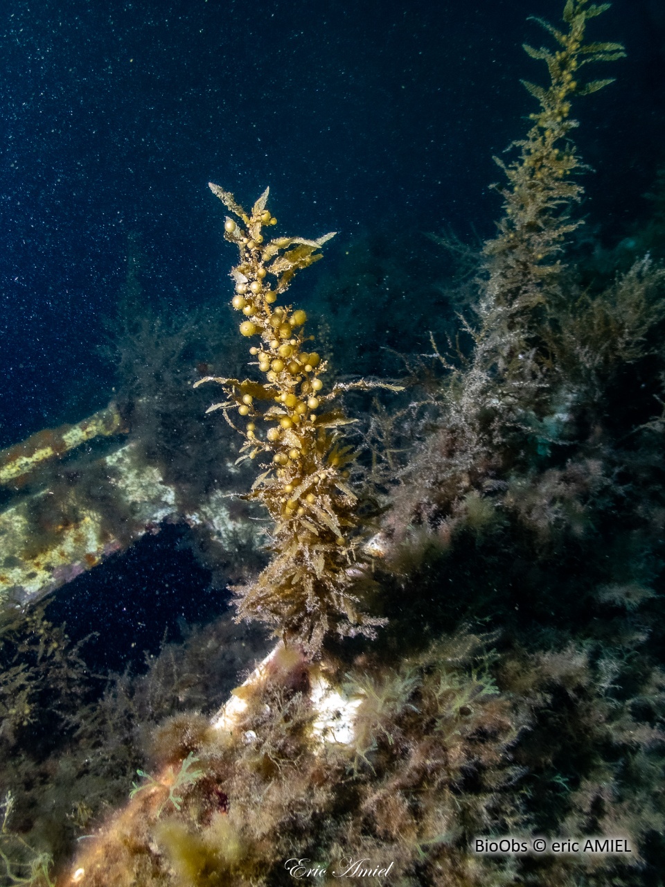 Sargasse commune - Sargassum vulgare - eric AMIEL - BioObs