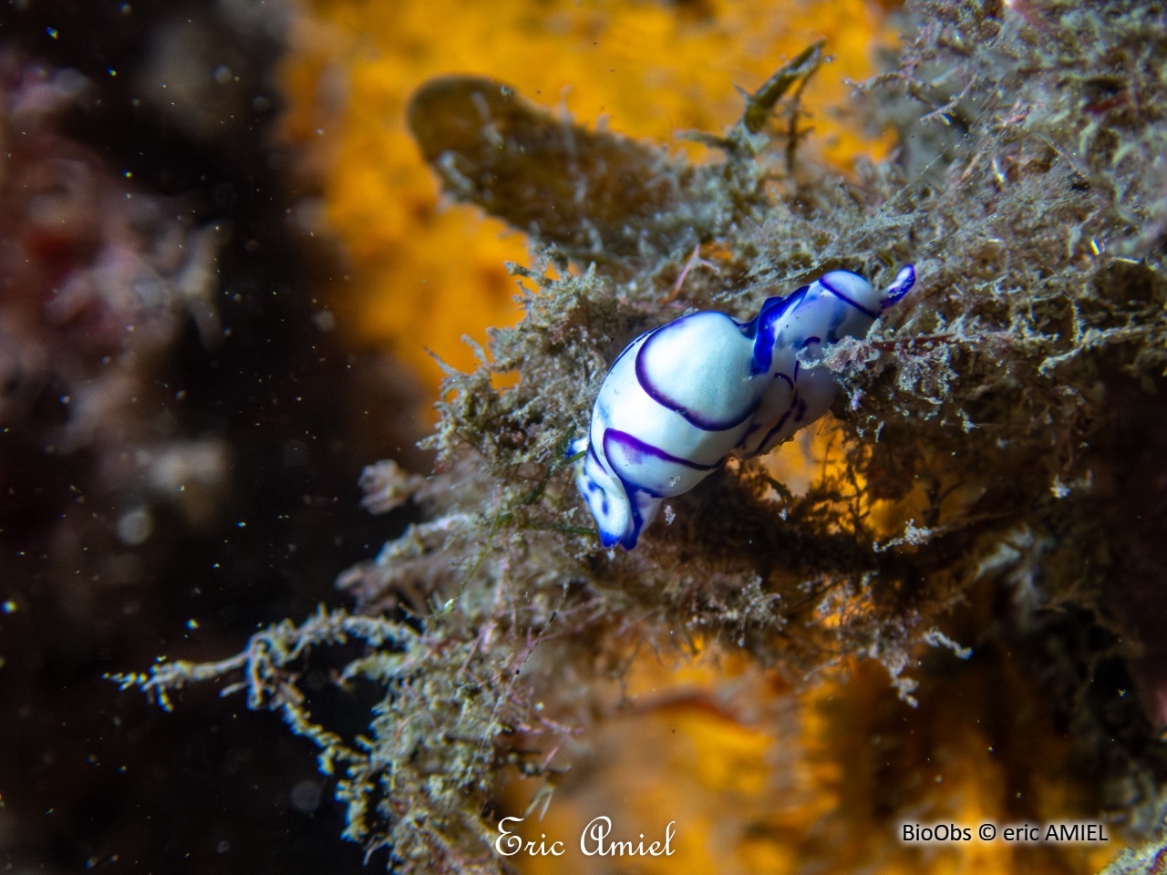 Haminoé ovale - Lamprohaminoea ovalis - eric AMIEL - BioObs