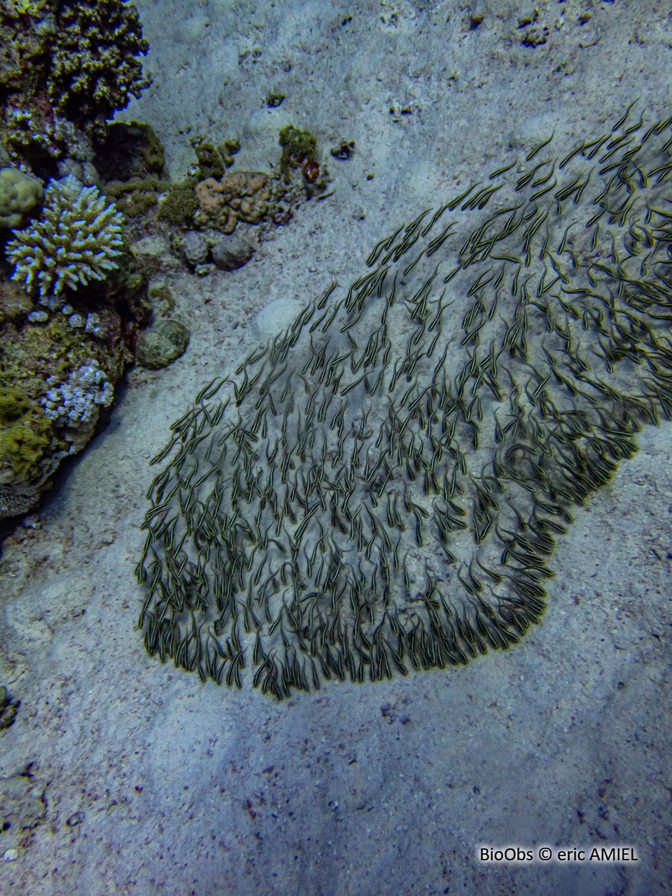 Poisson-chat rayé - Plotosus lineatus - eric AMIEL - BioObs