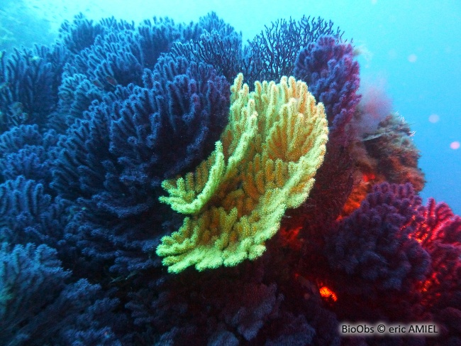 Gorgone pourpre - Paramuricea clavata - eric AMIEL - BioObs