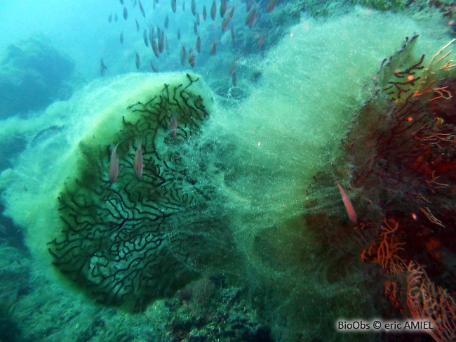 Algues brunes filamenteuses - Acinetospora crinita - eric AMIEL - BioObs