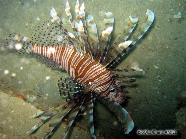Rascasse volante du pacifique - Pterois volitans - eric AMIEL - BioObs