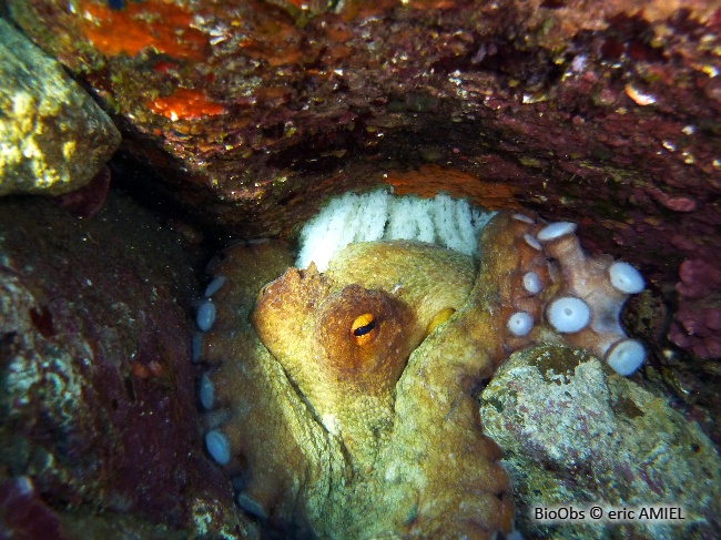 Poulpe Commun Ponte - Octopus - eric AMIEL - BioObs