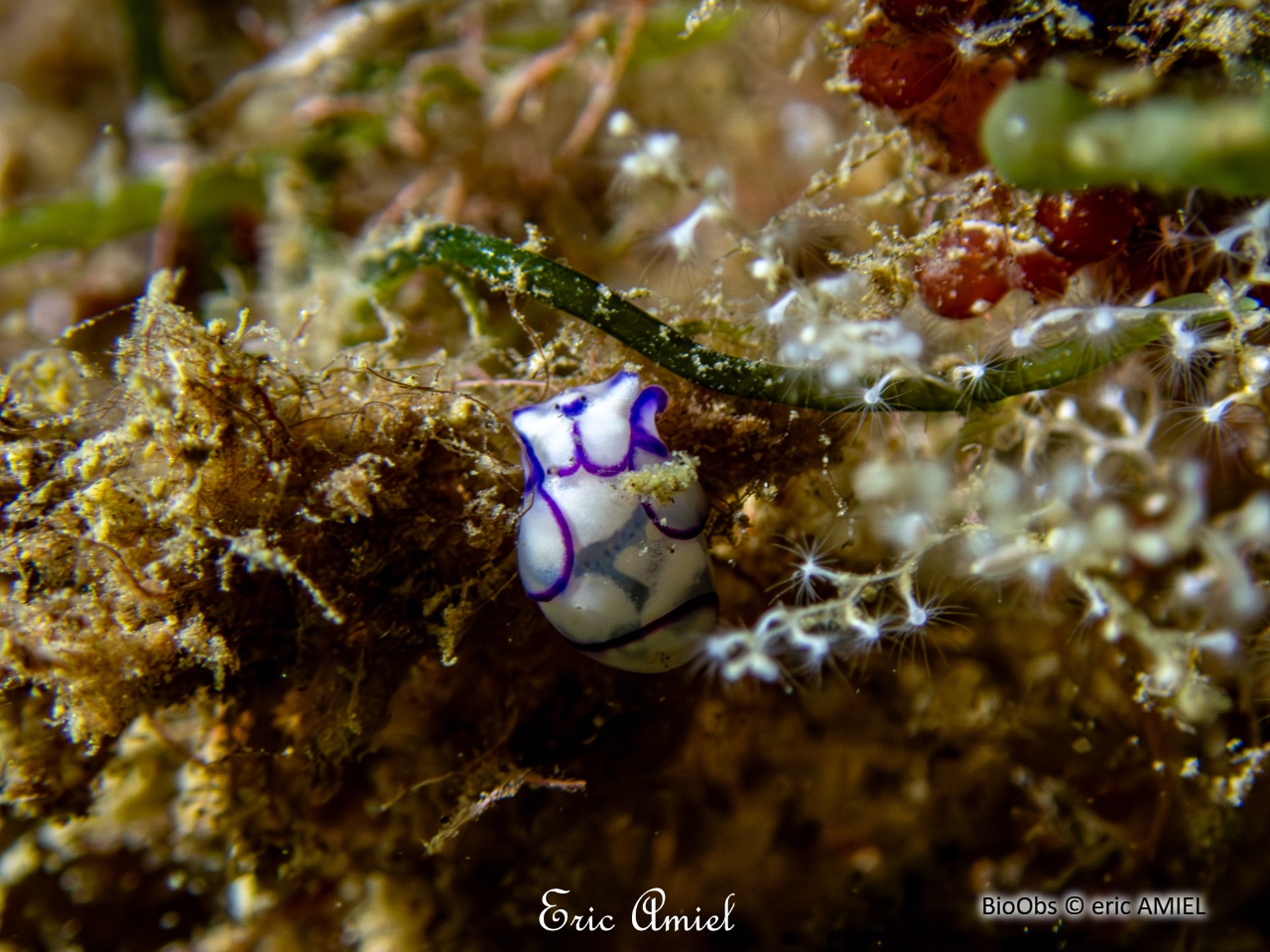 Haminoé ovale - Lamprohaminoea ovalis - eric AMIEL - BioObs