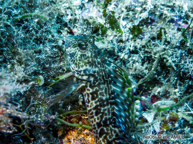 Blennie pilicorne - Parablennius pilicornis - eric AMIEL - BioObs