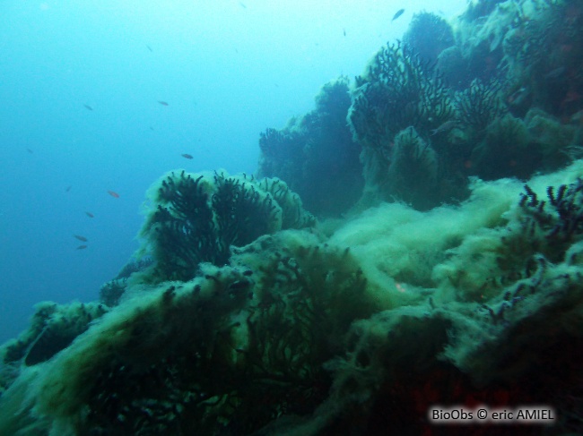 Algues brunes filamenteuses - Acinetospora crinita - eric AMIEL - BioObs