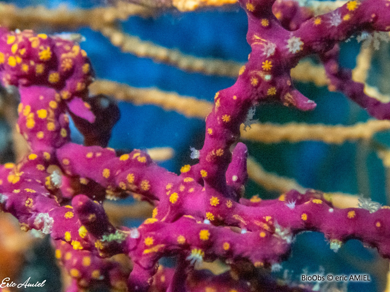 Alcyon encroûtant - Alcyonium coralloides - eric AMIEL - BioObs