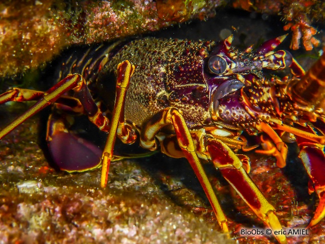 Langouste rouge - Palinurus elephas - eric AMIEL - BioObs