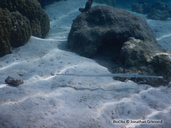 Poisson-flûte à taches bleues - Fistularia commersonii - Jonathan Grimond - BioObs