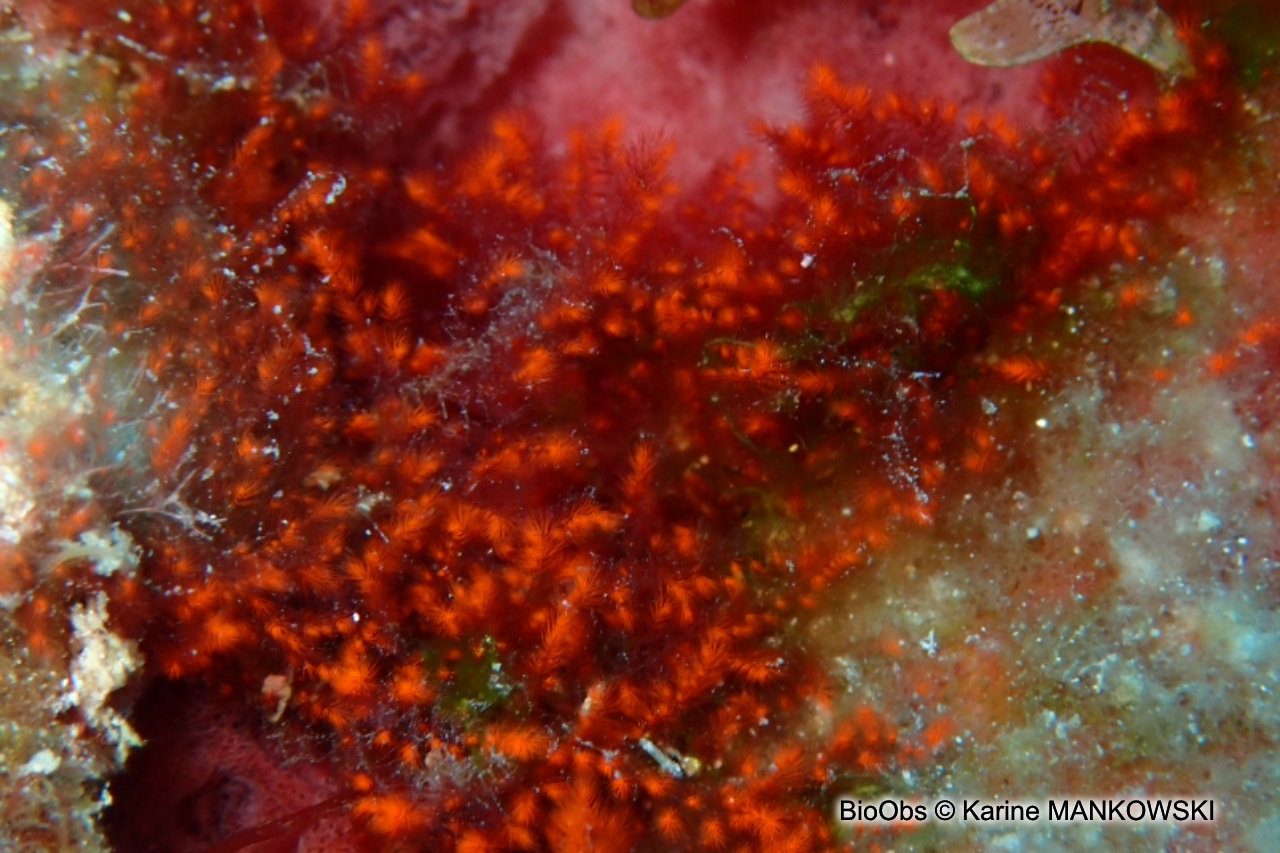 Spongoclonium des Caraïbes - Spongoclonium caribaeum - Karine MANKOWSKI - BioObs