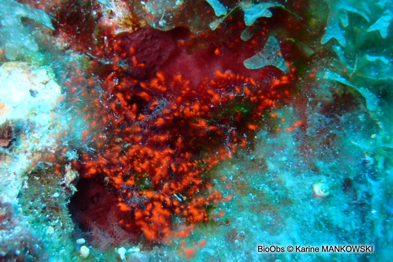 Spongoclonium des Caraïbes - Spongoclonium caribaeum - Karine MANKOWSKI - BioObs